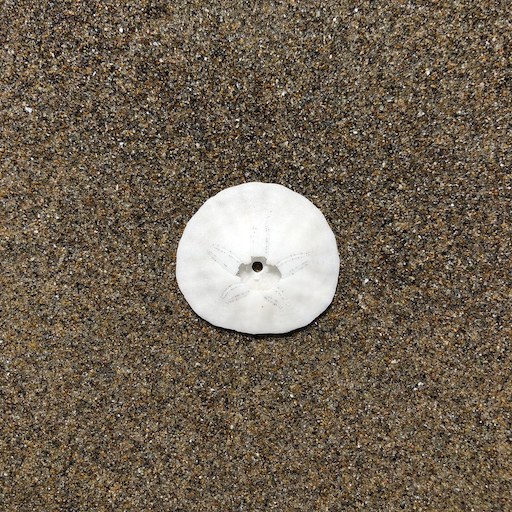 Tiny sand dollar lying on the beach; vmbrasseur on Flickr; Licensed CC BY-NC